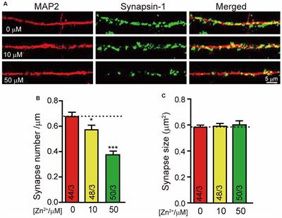 PTPRM Is Critical for Synapse Formation Regulated by Zinc Ion